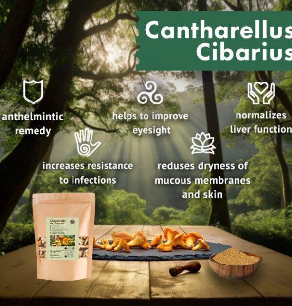 Cantharellus Cibarius - Image 2