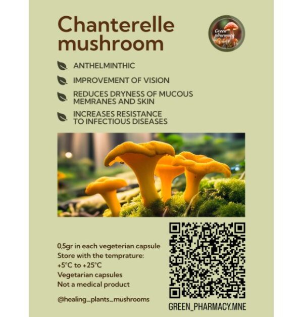 Cantharellus Cibarius - Image 3